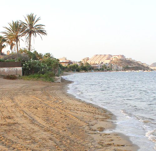 aliseos